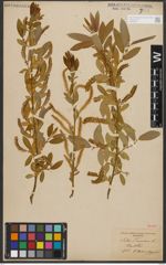 Foto von Salix triandra L.